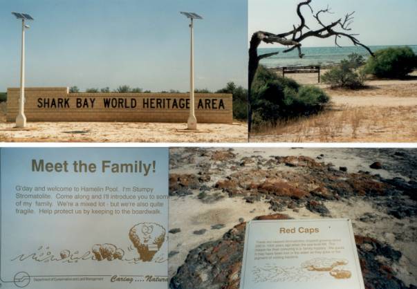 Westaustralien Rundreise, Shark Bay, Stromatoliten, Red Caps
