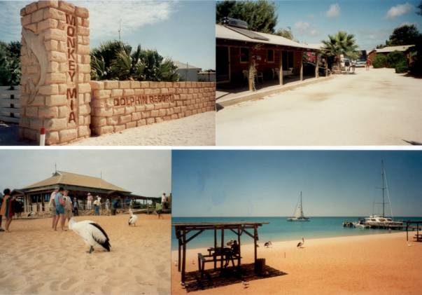 Westaustralien Rundreise, Monkey Mia, freilebende Delphine, Dolphin Resort