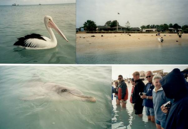 Westaustralien Rundreise, Monkey Mia, freilebende Delphine, Dolphin Resort