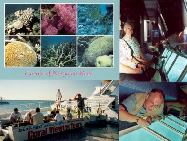 Westaustralien Rundreise, Coral Bay, Ningaloo Reef, Coral Viewing Tours