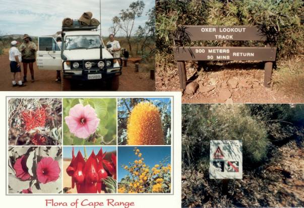 Westaustralien Rundreise, Karijini-Nationalpark, Karijini NP, Flora of Cape Range