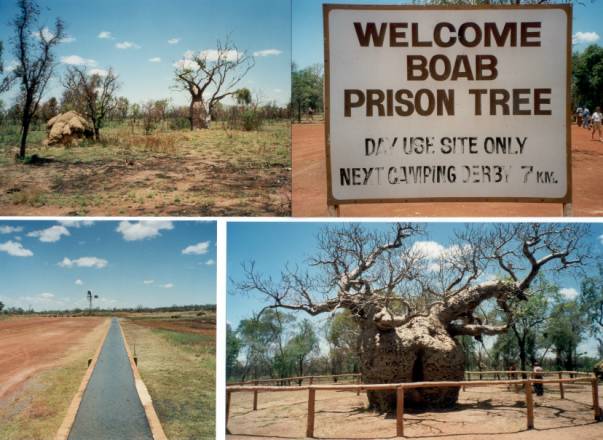 Westaustralien Rundreise, Boab Prison Tree, Flaschenbaum, Gefaengnis fuer Aborigines