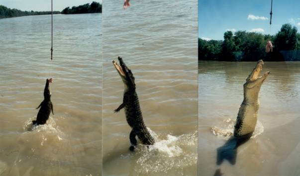 Westaustralien Rundreise, Adelaide River, Jumping Crocodile Cruise, Jumping Crocodile, springende Krokodile, Salzwasserkrokodile
