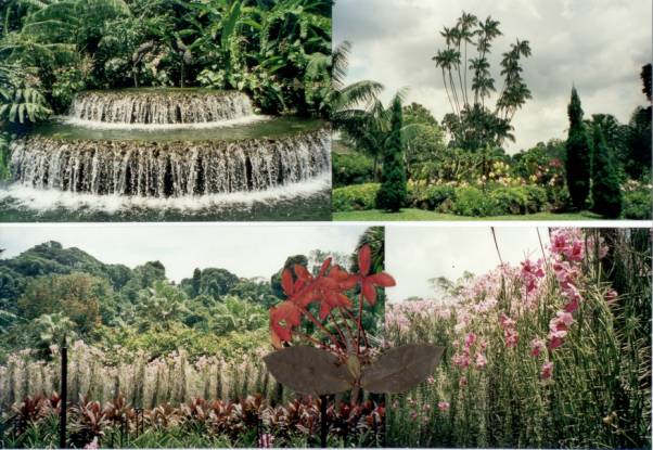 Westaustralien Rundreise, Singapore, Stadtrundfahrt, RMC-Tours, Botanische Garten, Orchideensammlung