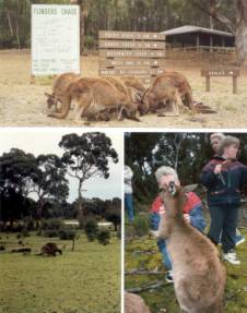 Australien Rundreise, South Australia, Kangaroo Island, Inselrundfahrt, Kaeguruhs, Koalas, Pinguine, Seeloewen