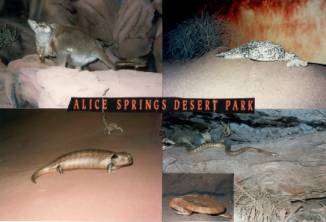 Australien Rundreise, Red Centre, Alice Springs Desert Park
