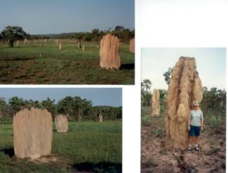 Australien Rundreise, Northern Territory, Kakadu National Park, Termitenhuegel