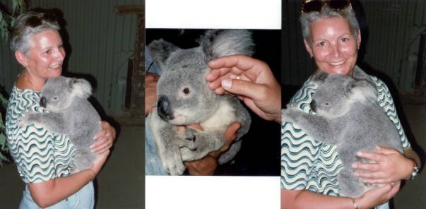 Australien Rundreise, Queensland, Cairns, Kuranda, Aboriginal, Vorfuehrungen, Rainforestation im Regenwald, Koala, Koala in der Hand halten