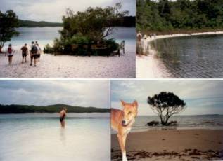 Australien Rundreise, Queensland, Kingfisher Bay Resort, Fraser Island, Sandinsel, Dingo